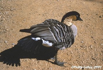 nene.jpg (35k)